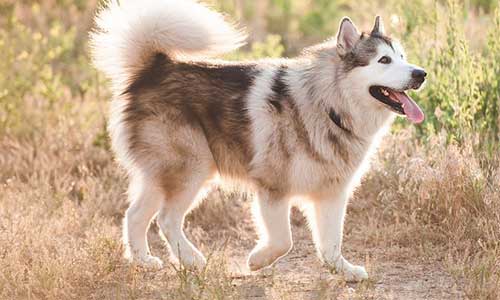 5 yếu tố lựa chọn chó Alaska, nên mua chó alaska có đầy đủ giấy tờ
