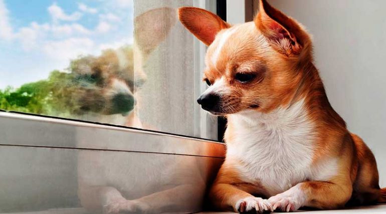 Giống chó Chihuahua nguồn gốc và chế độ tập luyện