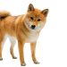 Chó Con Shiba Inu Hình Ảnh Và Sự Thật Dễ Thương